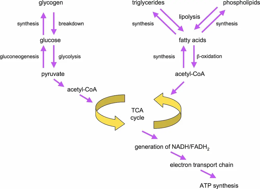Metabolism Overview