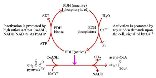 Pyruvate Dehydrogenase Complex