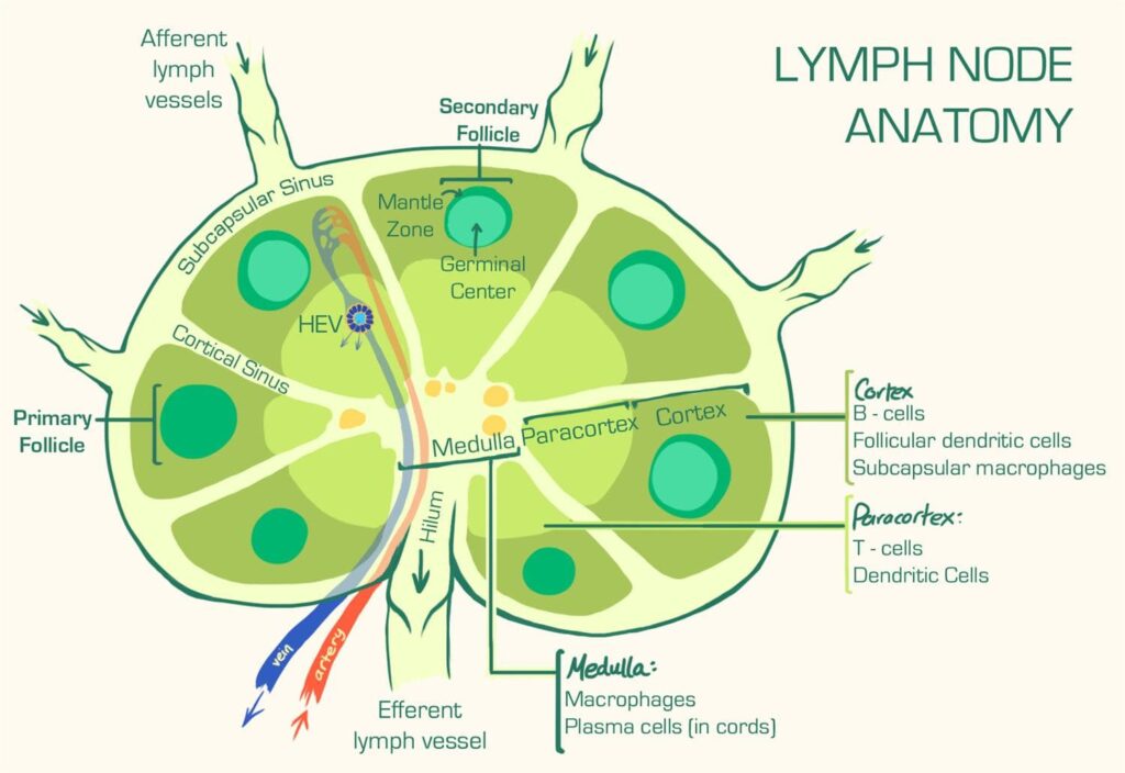 Secondary Lymphoid Tissue | USMLE Strike