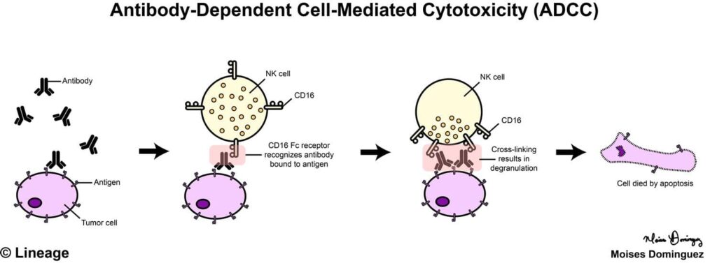 Antibody-Dependent Cell-Mediated Cytotoxicity | USMLE Strike