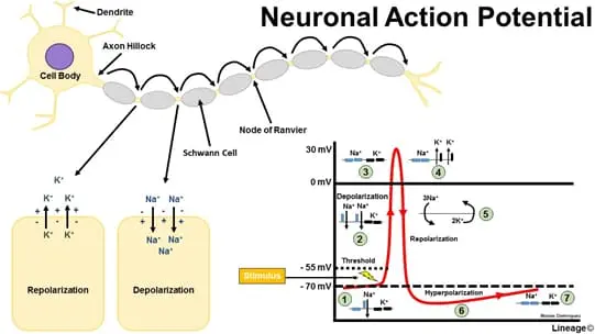 Action Potential Basics