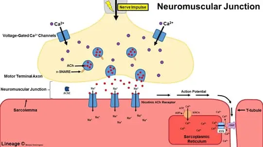 Action Potential Conduction