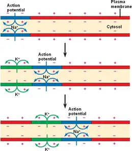 Action Potential Conduction