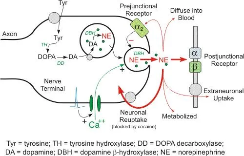 Autonomic Pathways