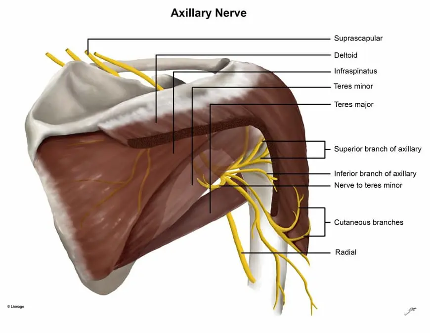 Axillary nerve
