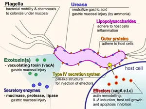 Bacterial Structures