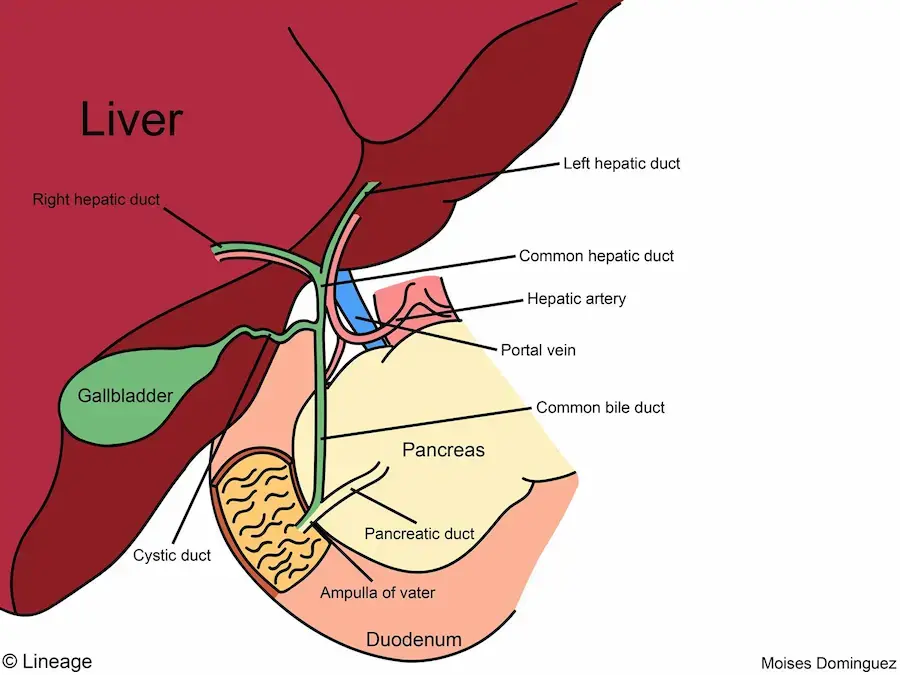 Biliary Structures