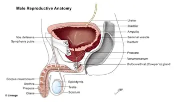 Bladder