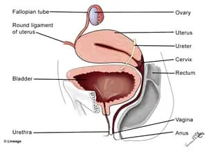 Bladder 3