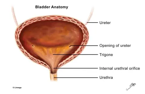 Bladder / Urethra Anatomy