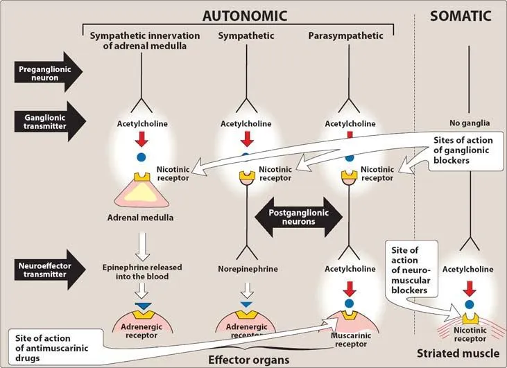 Ganglionic Blockers