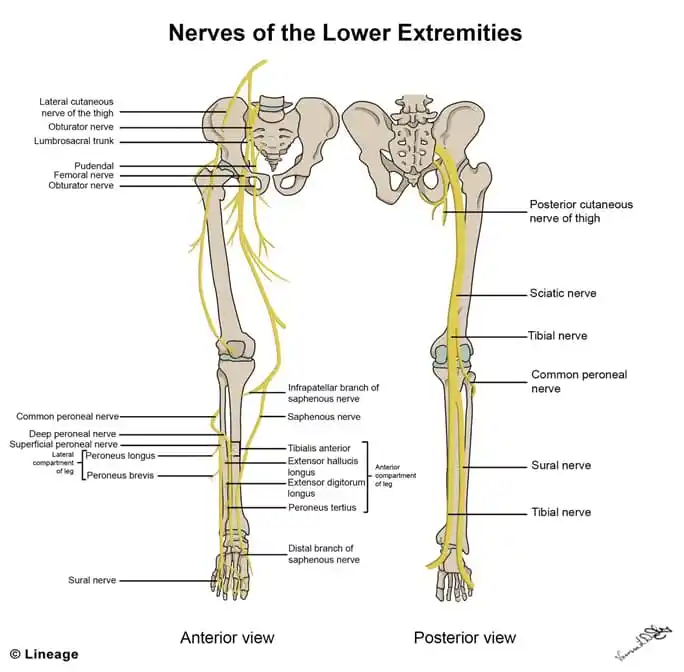 Lower Extremity Innervation