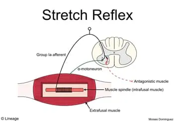 Muscle Spindles