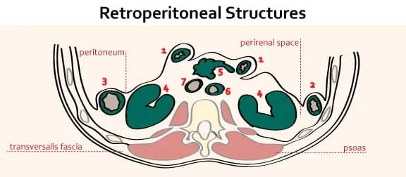Retroperitoneal Structures