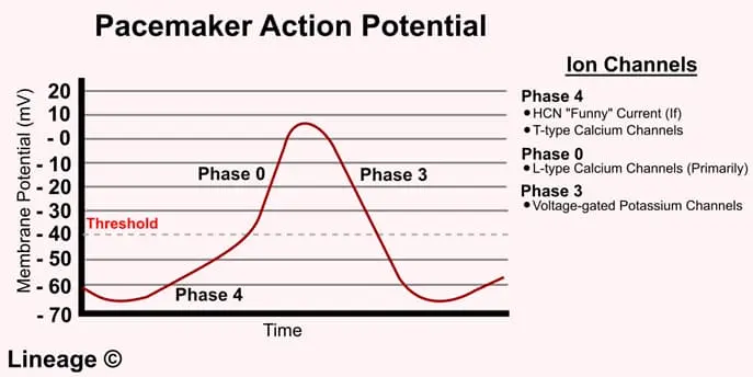 SA Node Action Potential