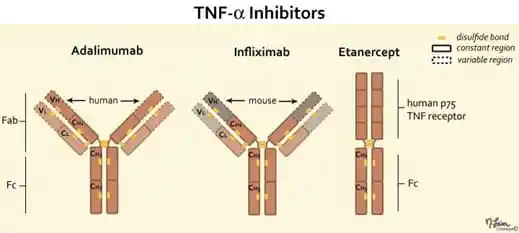TNF-alpha Inhibitors
