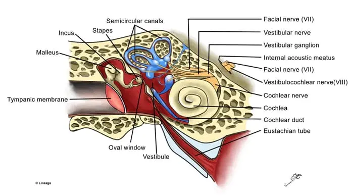 Vestibular System