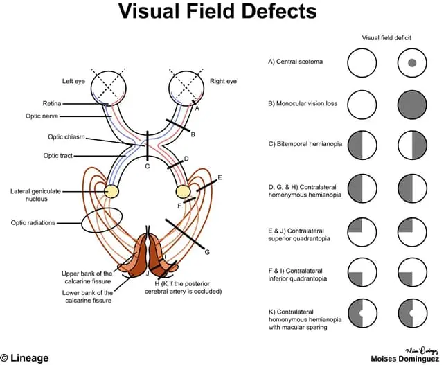 Visual Pathway