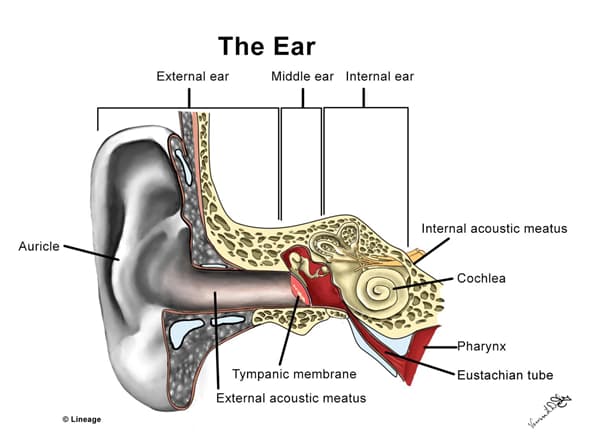 Conductive Vs. Sensorineural Hearing Loss - USMLE Strike