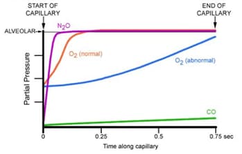 Diffusion-Limited and Perfusion-Limited Oxygen Transport - USMLE Strike