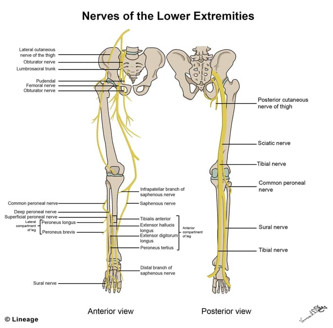 Lower Extremity Innervation - USMLE Strike