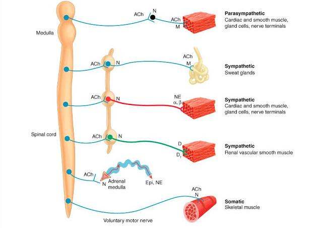 Central and Peripheral Nervous System | USMLE Strike