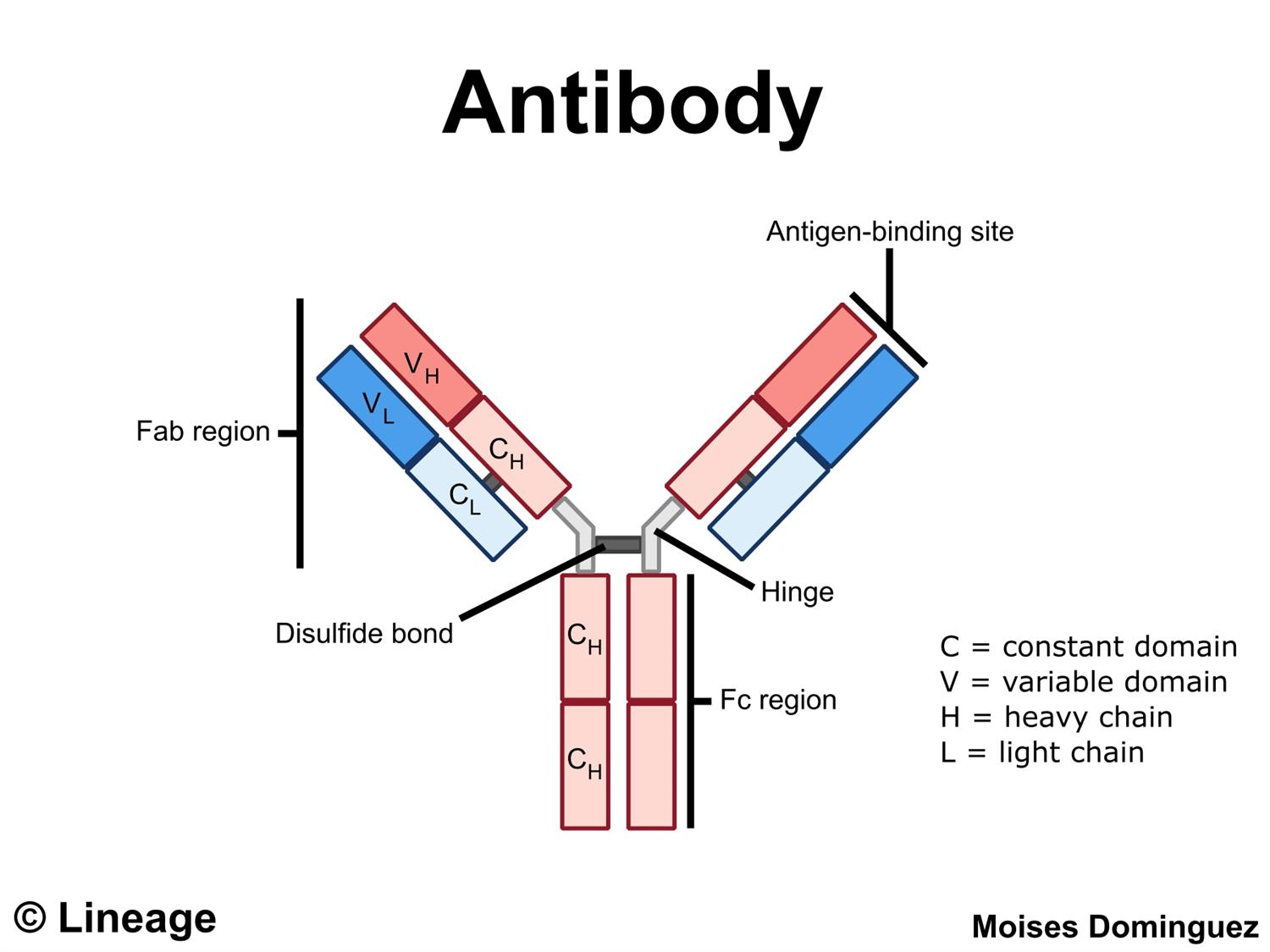 Antibodies Usmle Strike