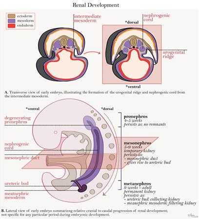 Kidney Embryology | USMLE Strike